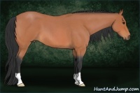 Horse Color:Bay Roan 