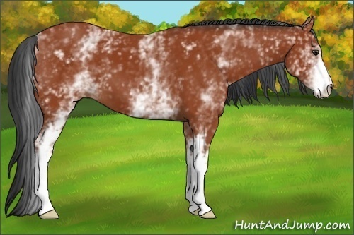 Horse Color:White Spotted Bay 