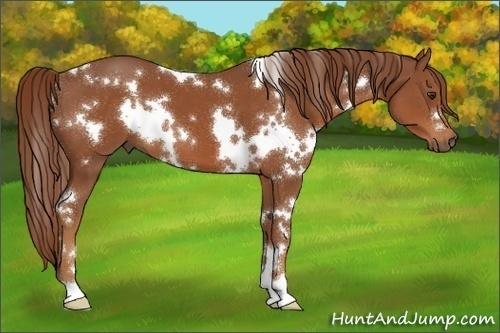 Horse Color:White Spotted Chestnut 