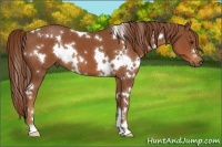 Horse Color:White Spotted Chestnut 