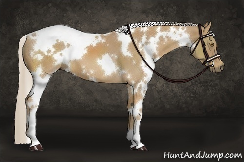 Horse Color:White Spotted Palomino 