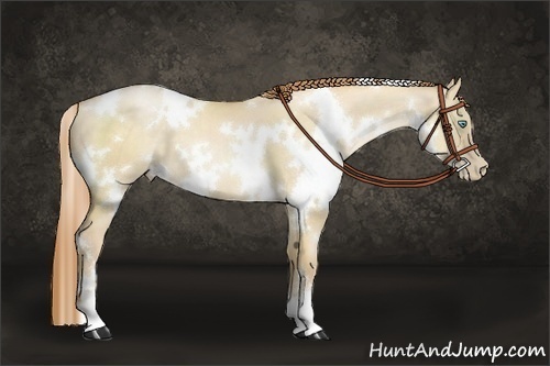 Horse Color:White Spotted Buckskin Pearl Dun 