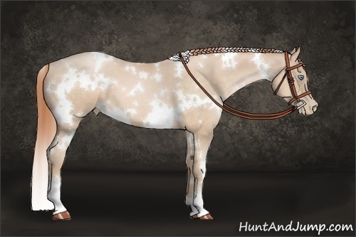 Horse Color:White Spotted Buckskin Pearl 
