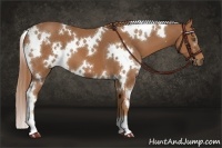Horse Color:White Spotted Chestnut 