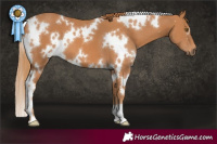 Horse Color:White Spotted Chestnut 