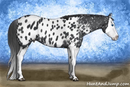 Horse Color:Black Splash Blanket