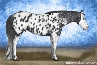 Horse Color:Black Splash Appaloosa 