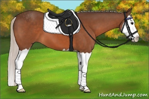 Horse Color:Silver Bay Splash 