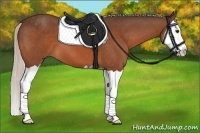 Horse Color:Silver Bay Splash 