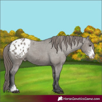 Horse Color:Grullo Sabino Appaloosa