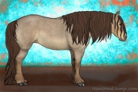 Horse Color:Liver Red Dun Roan 