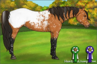 Horse Color:Gray Buckskin Appaloosa