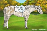 Horse Color:Chocolate Palomino Dun Appaloosa