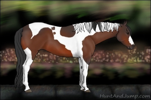 Horse Color:Unknown 