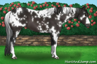 Horse Color:Gray White Spotted Brown 