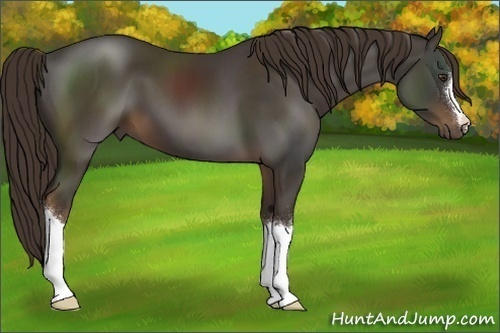 Horse Color:Liver Chestnut 