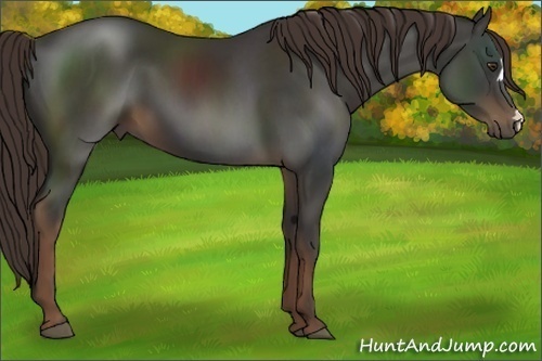 Horse Color:Liver Chestnut 