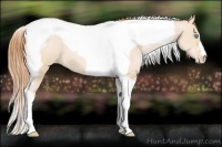 Horse Color:Buckskin Pearl Tobiano 