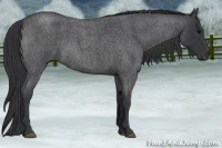 Horse Color:Blue Roan 