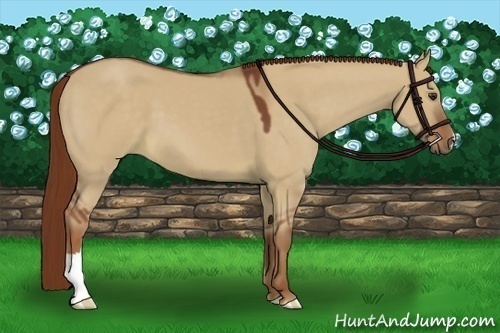 Horse Color:Red Dun
