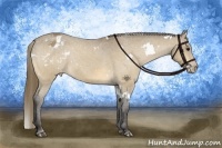 Horse Color:White Spotted Buckskin Appaloosa 
