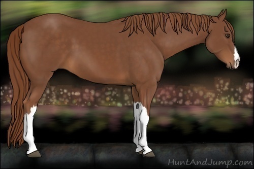 Horse Color:Chestnut 