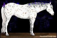 Horse Color:White Spotted Silver Buckskin Appaloosa 