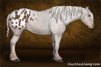 Horse Color:Chestnut Appaloosa 