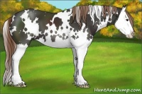 Horse Color:White Spotted Liver Chestnut Splash 