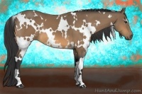Horse Color:White Spotted Buckskin 