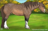 Horse Color:Buckskin Appaloosa 