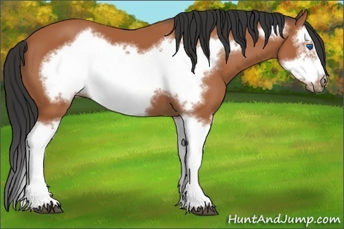 Horse Color:Bay Splash Frame
