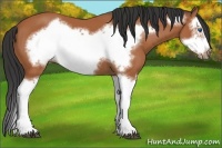 Horse Color:Bay Splash Frame