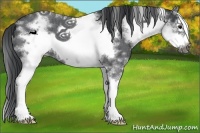 Horse Color:White Spotted Blue Roan Splash Frame