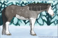 Horse Color:Grullo Splash 