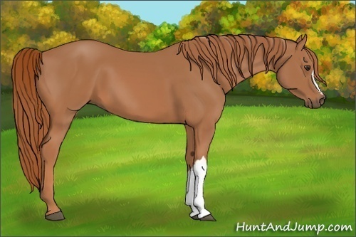 Horse Color:Chestnut 