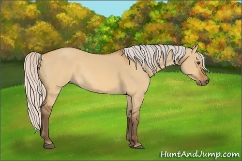 Horse Color:Silver Buckskin Dun Rabicano 