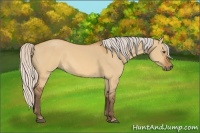 Horse Color:Silver Buckskin Dun Rabicano