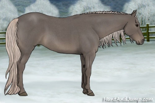 Horse Color:Silver Blue Roan 