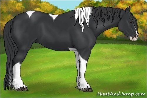 Horse Color:Black Splash Tobiano 