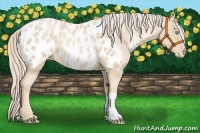 Horse Color:Palomino Pearl Appaloosa 