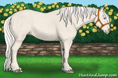 Horse Color:Cremello 