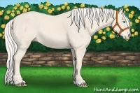 Horse Color:Cremello