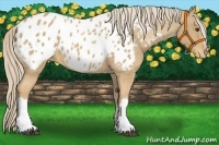 Horse Color:Palomino Appaloosa 
