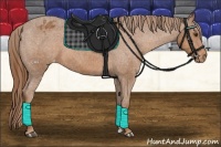 Horse Color:Chestnut Appaloosa 