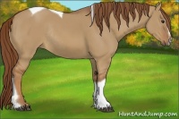 Horse Color:Red Dun Sabino Tobiano Rabicano