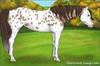 Horse Color:Classic Champagne Splash Appaloosa