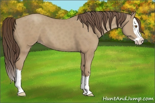 Horse Color:Classic Cream Champagne Splash 