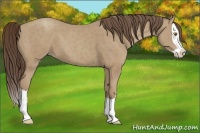 Horse Color:Classic Cream Champagne Splash
