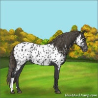 Horse Color:Smoky Blue Roan Appaloosa 